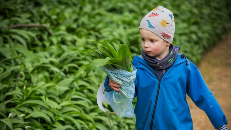 A boy carrying a bag of wild garlic at Prior Park in Somerset